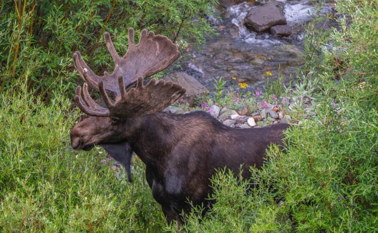 A rather large bull moose