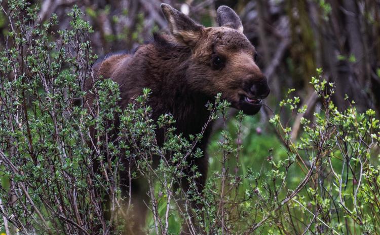 Photo by Wesley Berg The happy healthy male calf