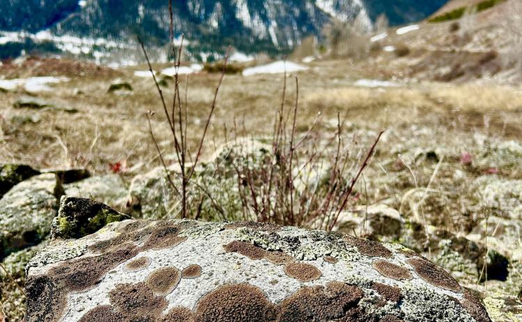 At least three different species of lichen have colonized this boulder Photo by Mary Grizzard