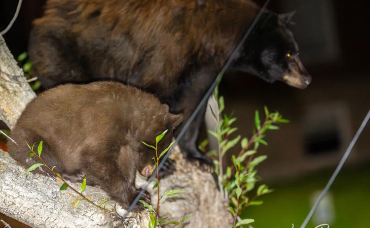 The Mama Bear with one of her cubs. Photo credit Wesley Berg