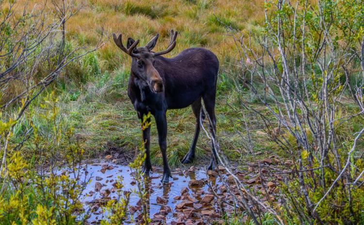 A moose near the Artist Cabin along Highway 550 where parking lot will go. Photo credit Wesley Berg