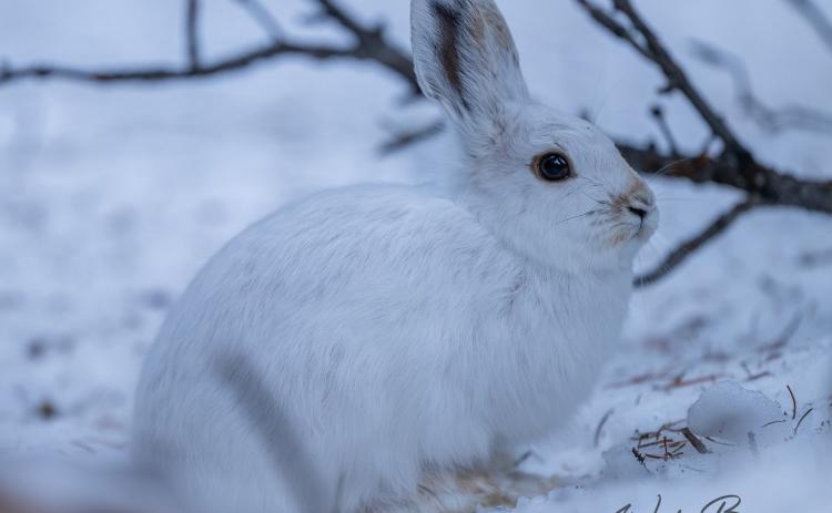 Photo credit Wesley Berg a snowshoe hare with its white winter coat.