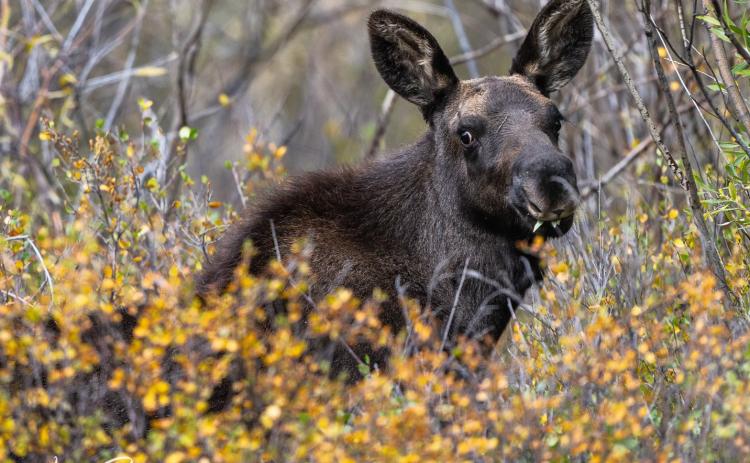 Photo credit Wesley Berg Remember Fred? The orphaned moose calf appears healthy despite being so young.