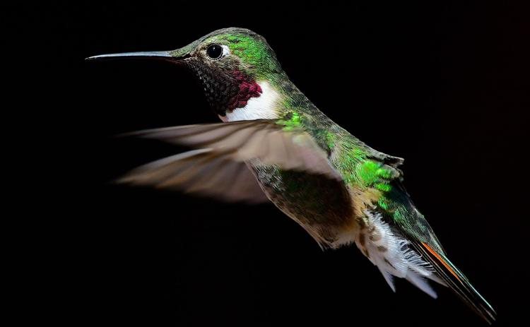 BROAD-TAIL HUMMINGBIRD