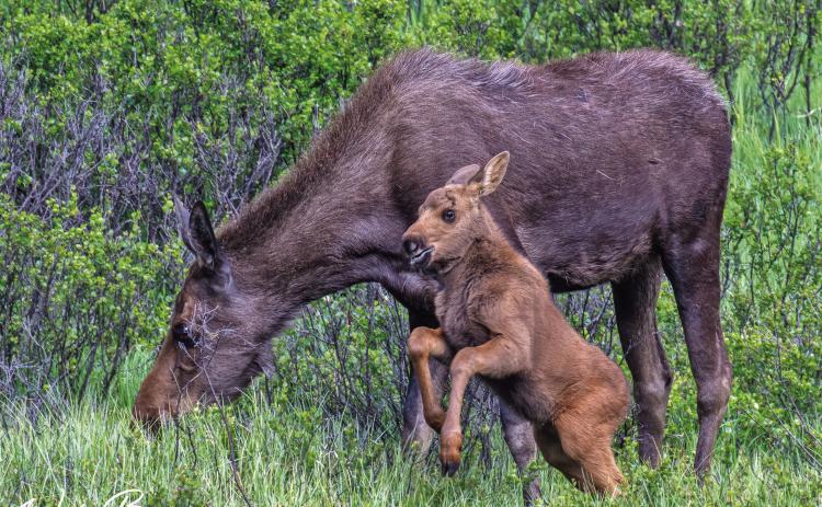 Sandy the femail calf running and jumping around while her mother was busy eating behind her. Photo Credit Wesley Berg