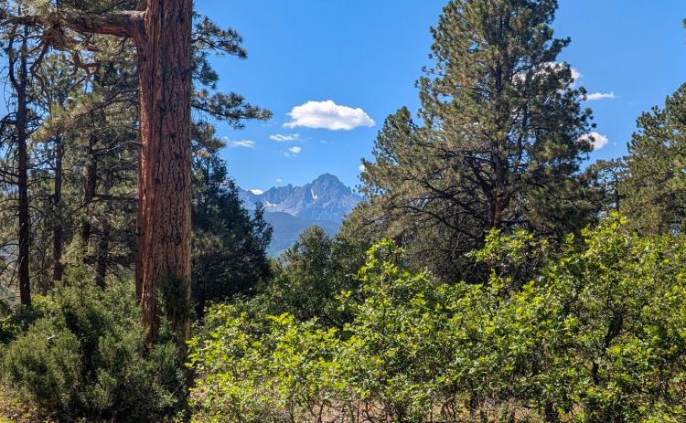 Sit Spot in the Ponderosa