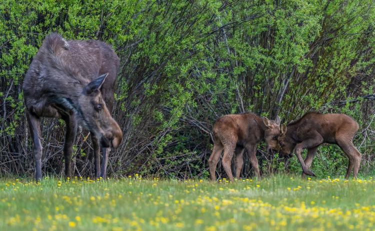 Mom watches as her two baby bull calves attempt to spar (June 8, 2025). Photo credit Wesley Berg