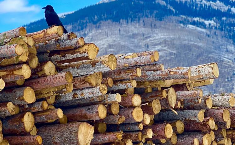 Winter has been cold in Silverton but not much snow as of yet, a raven sits on pile of logs waiting to be cut up for local firewood last Tuesday. Photo credit DeAnne Gallegos