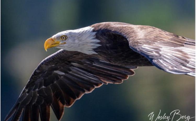 A Bald Eagle photo from Molas Lake yesterday. He surprised the photographer coming across the lake and grabbing for a dead fish floating in the water. Photo Credit Wesley Berg