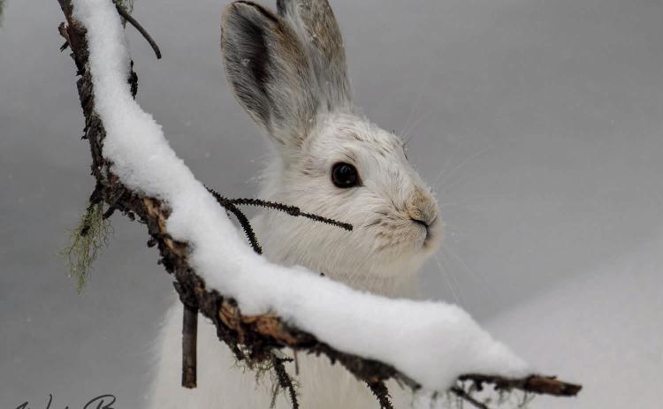 Photo credit Wesley Berg The Snowshoe Hare population is up this winter, so can we expect to see more lynx in 2024?