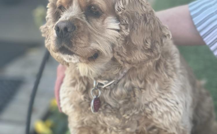 Sadie who came from the Aztec dog shelter is believed to be 5 or 6 years old and is very grateful to have become a member of the Betty Chavez Dog Pack. Photo credit DeAnne Gallegos