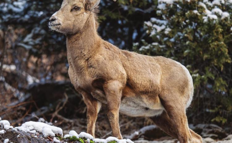 Bighorn Sheep
