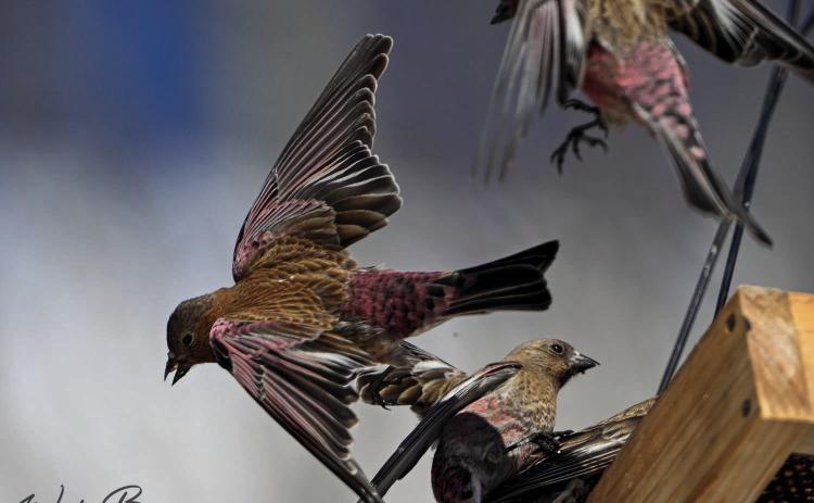 Rosy Finches and other birds visiting the feeder. Photo credit Wesley Berg
