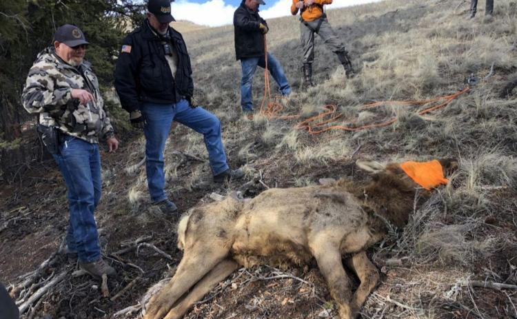 Colorado Parks and Wildlife photo An elk rescued from a mine shaft near Creede.