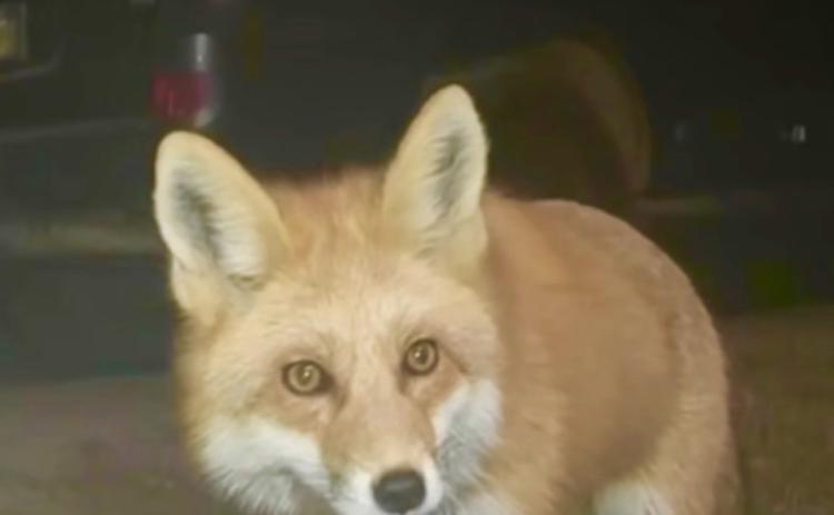 Photo by Jimmy Keene A small local fox visits that Keene household most evenings.