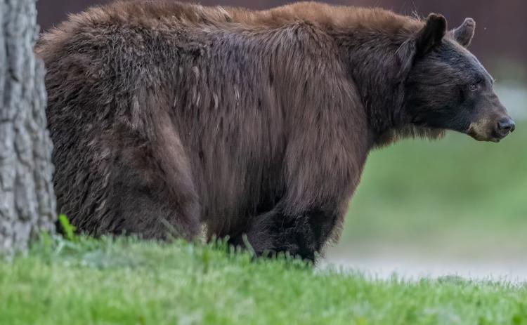 Photo credit Wesley Berg Don’t feed the bears! A fed bear is a dead bear.