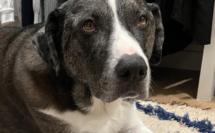 Pet Obituaries