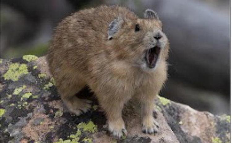Fat “Fluffy” Pika Week Comes to the San J