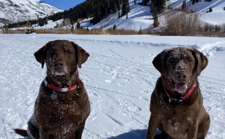 Diesel Dog and her little sister Ruger have been enjoying the Silverton Winter on the groomed trails. Photo credit DeAnne Gallegos