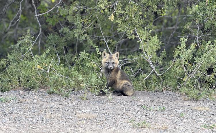 A fox kit, spring is the season for wildlife babies! Photo credit Adam Andrade