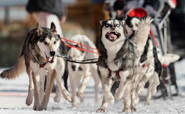 The sled dogs appear to love the excitement of competing in the Silverton Flying Dog Sled races photo by Howie Stern