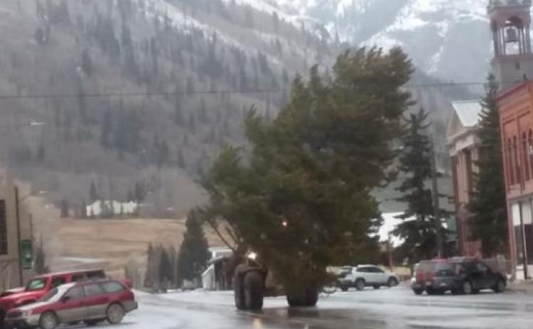 Emma Schaffrick Tree going up